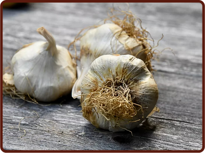 garlic